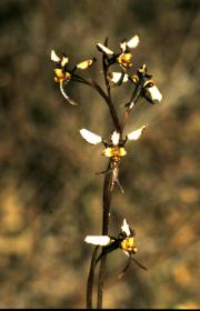 maculata